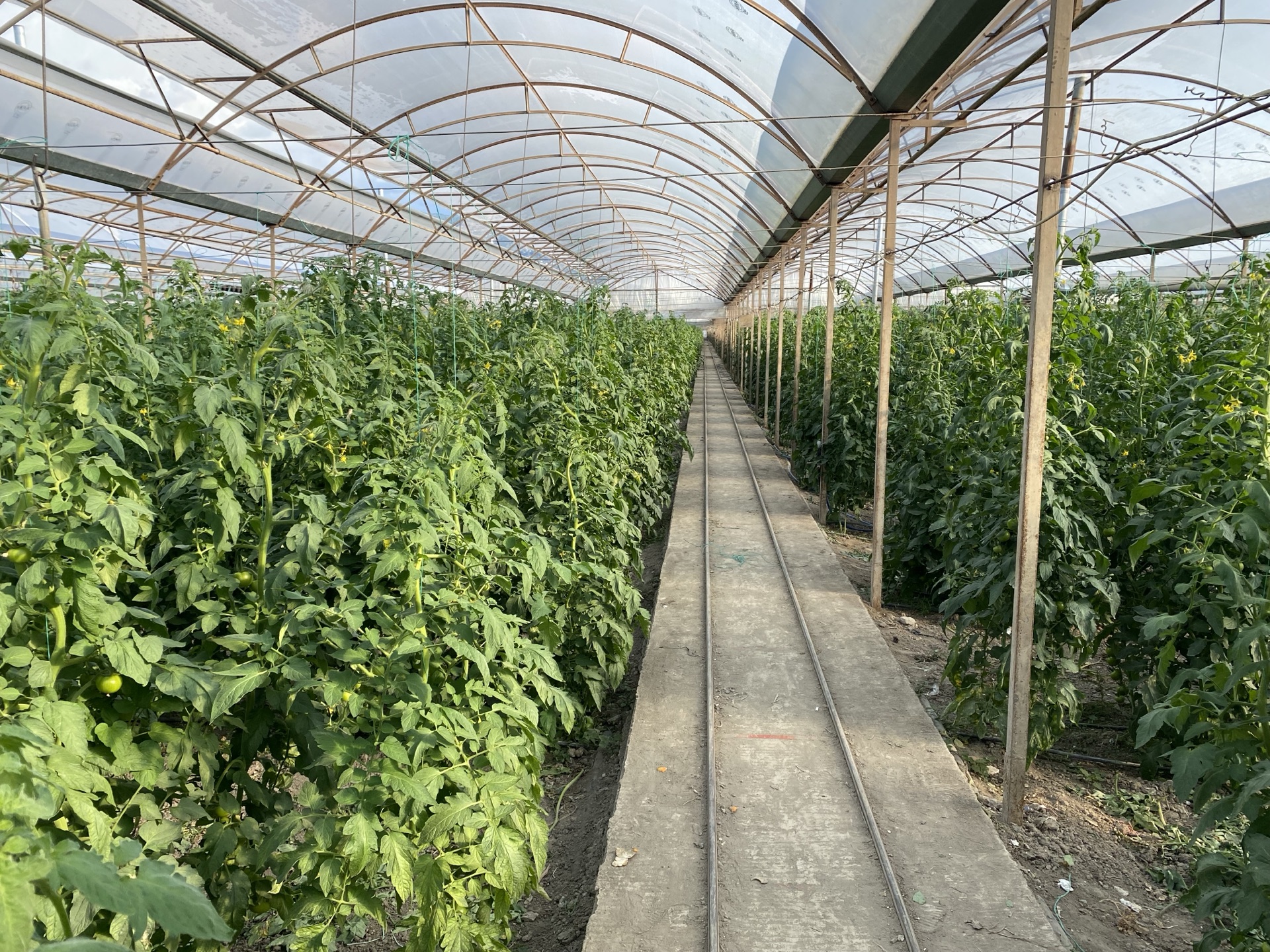 Agro Seracilik greenhouse