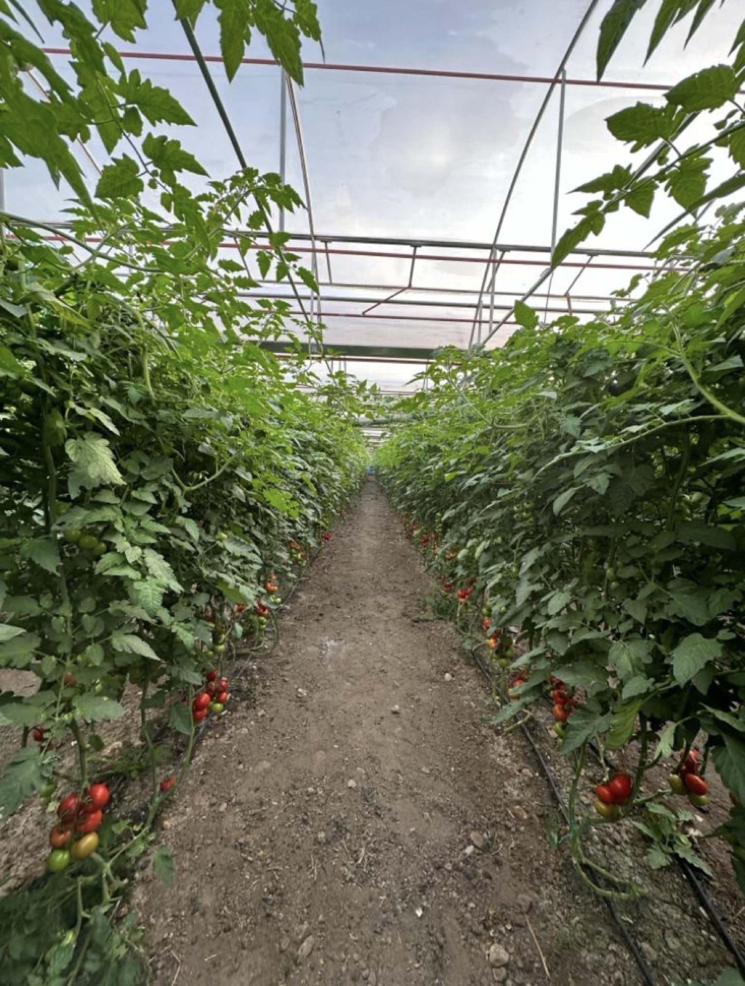 Tomato Greenhouse