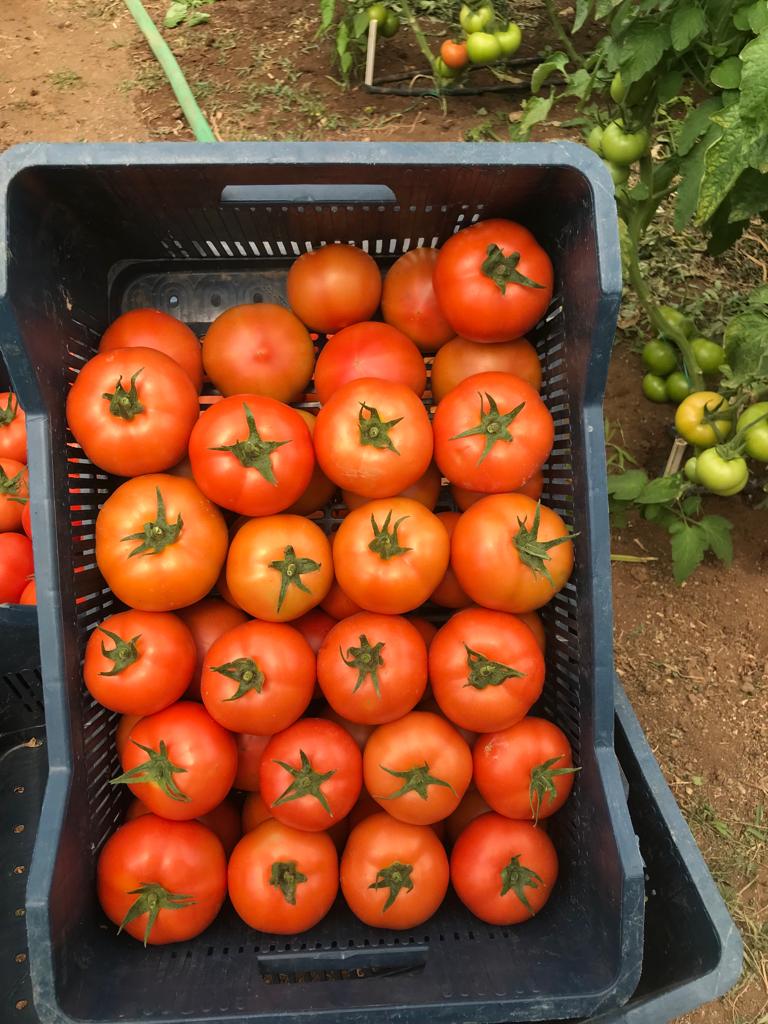 Tomato